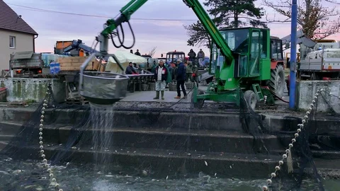 Editorial Footage: Carp - Classification of River Fish Stock Footage 99641440