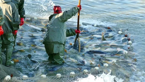 Editorial Footage: Carp Fish - Classification Stock Footage 134337901