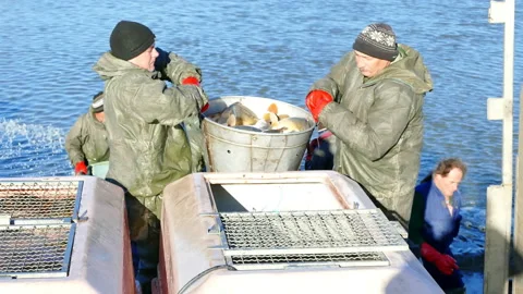 Editorial Footage: Carp Fish - Classification Video stock 135054425