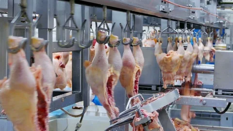Editorial footage: Chicken Meat Processing Plant Stock Footage 118603099
