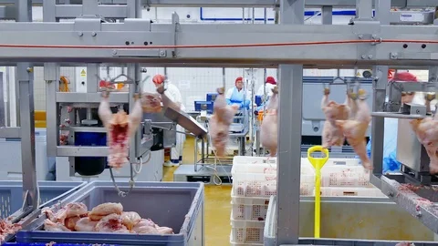 Editorial footage: Chicken Meat Processing Plant Stock Footage 118604093