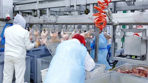 Editorial footage: Chicken Meat Processing Plant Stock Footage 118604156