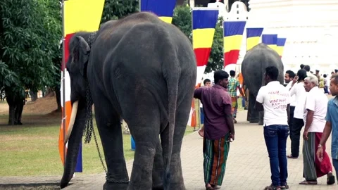 Editorial Kandy Sri Lanka - 07.7.2016: Elephant taking part in Buddhist ceremony Stock Footage 102949963