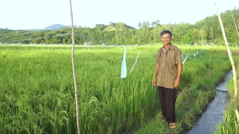 Editorial :Paddy field Stock Footage 146350071
