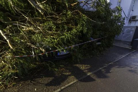 Editorial, Storm  Eunice a large tree has fallen crushing two cars, not much Stock Photos