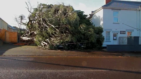 Editorial, Storm Eunice, tree fallen crushing two cars on Feb19, Bournemouth, UK Vidéo 170650546