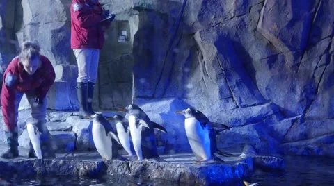 Editorial trainers clean gentoo penguins inside the cold aquarium Stock Footage 60227204