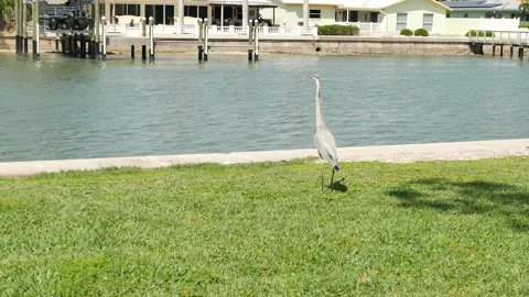 Editorial Use Only April 19, 2025 St. Petersburg, FL, USA. Heron Standing by a S Stock Footage 307256885