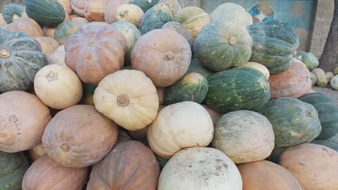 Editorial: Varieties of Pumpkins Packed Together in Yankaba Market Stockbeeldmateriaal 321194024