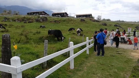Editorial : Visitors enjoy sight seeing at Desa Dairy farm at Kundasang, Sabah. Stock Footage 119187862