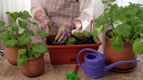 Education, master classes and floristry courses. Stock Footage 171361294
