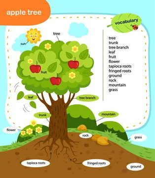 Education vocabulary apple tree vector illustration Stock Illustration