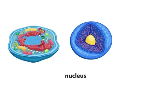 Educational 3d animation of animal cell structure zooming into nucleus chro.. Stock Footage 333492939