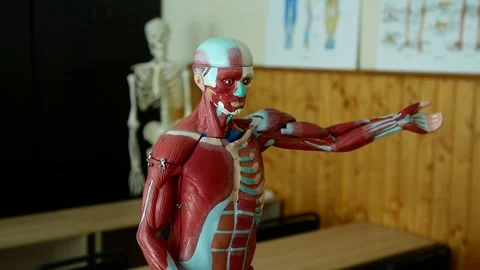 Educational anatomical model of the human body, demonstrated in biology class Stock-Footage 157691152