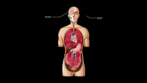 Educational animation showing anatomical structure of human body with inter.. Stock Footage 333882477