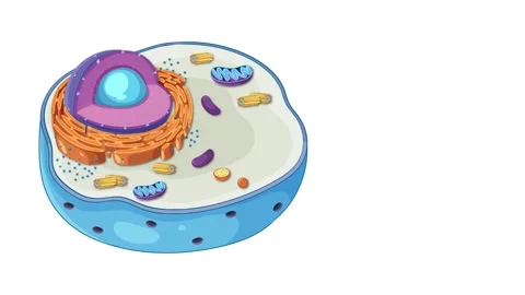 Educational animation showing animal cell structure and anatomy focusing on.. Stock Footage 333496230