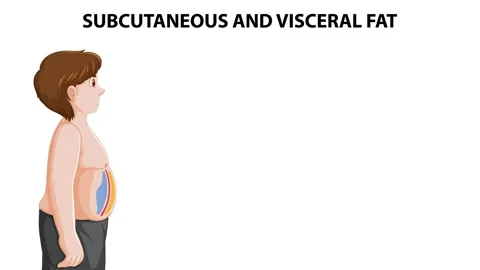 Educational animation showing difference between subcutaneous and visceral .. Stockbeeldmateriaal 332771731