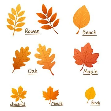 Educational autumn leaf chart showing rowan beech oak maple birch and chest.. Stockillustratie