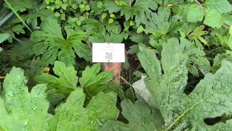 Educational botanical tag with QR code placed among damp coltsfoot Видео 347975534