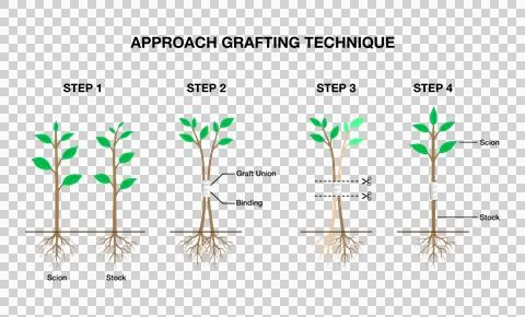 Educational botany infographic showing 4 steps of approach grafting technique Stock Illustration