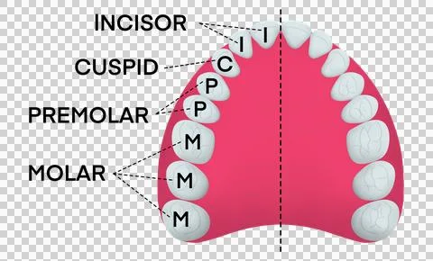 Educational dental chart showing the upper teeth structure Stock Illustration