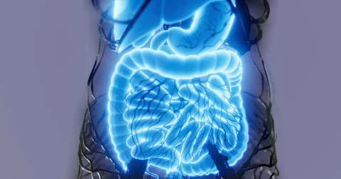 This educational diagram displays the complete human digestive system anatomy Stock Footage 314259831