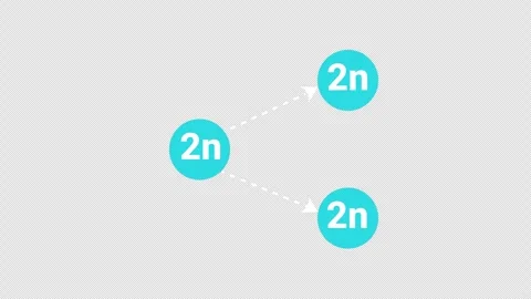 Educational diagram of mitosis cell division showing diploid 2n cell replic.. 스톡 동영상 336922073