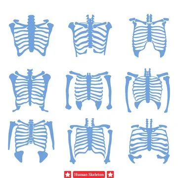 Educational Essentials  Comprehensive Human Skeleton Vector Set for School .. Stock Illustration