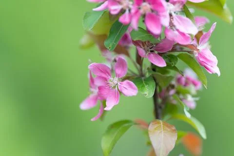 Educational examination highlighting key features of pink flowering plant. He Stock Photos