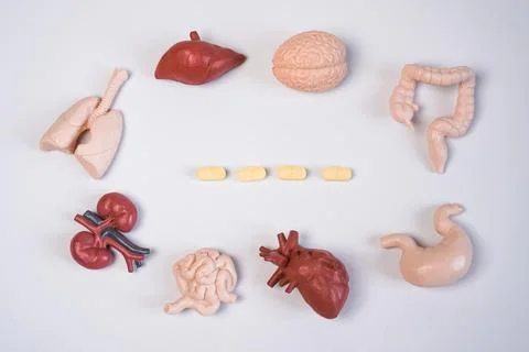 An educational flat lay layout featuring various miniature human internal o.. Stock Photos