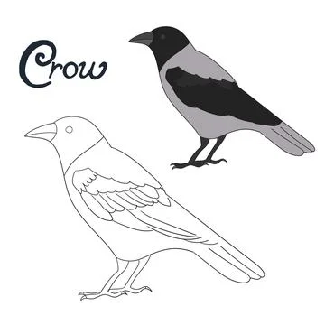 Educational game coloring book crow bird vector Illustrazione stock
