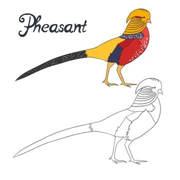 Educational game coloring book pheasant bird Stock Illustration
