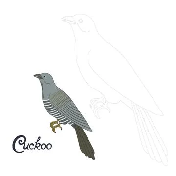 Educational game connect dots to draw cuckoo bird Stock Illustration