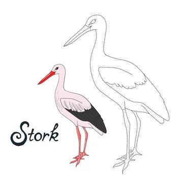 Educational game connect dots to draw stork bird Stock Illustration