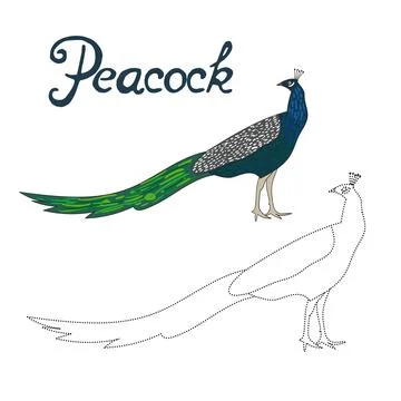Educational game connect dots to draw peacock bird Stock Illustration