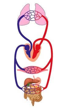 This educational illustration depicts the dual-loop circulatory system  Stock Illustration
