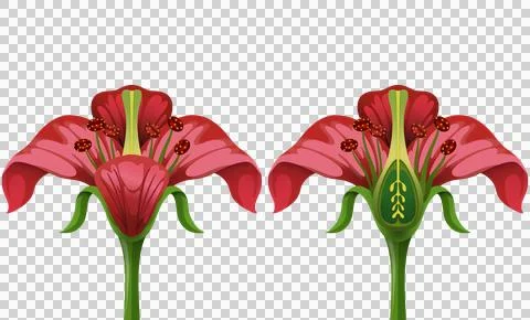 Educational illustration of a flower internal structure, reproductive Stock Illustration