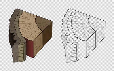 Educational illustration showing cross-section of a tree trunk Illustrazione stock