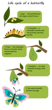 Educational infographic of the butterfly life cycle Illustrazione stock