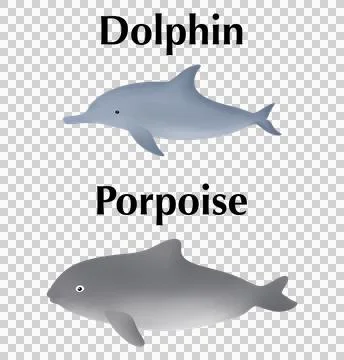Educational infographic comparing a dolphin and a porpoise Stock Illustration