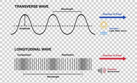 Educational infographic comparing transverse and longitudinal waves イラスト素材