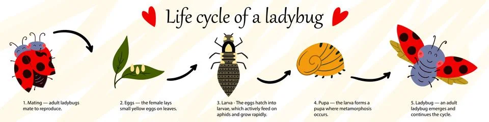 Educational infographic of the ladybug life cycle Illustrazione stock