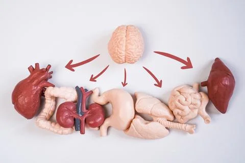 An educational infographic layout featuring a miniature human brain model w.. Stockfoto's