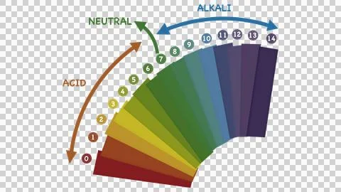 Educational infographics explaining potential of hydrogen scale parameters Ilustração Stock