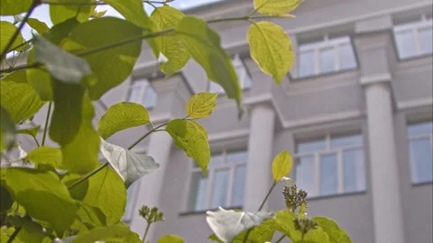 Educational institution with columns in the foreground green lilac branches 스톡 동영상 198709007