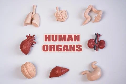 An educational layout featuring the text "HUMAN ORGANS" in the center, surr.. Stock Photos