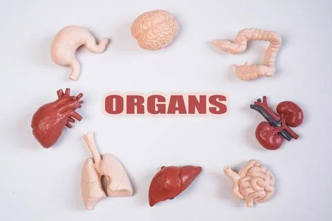An educational layout featuring the text "ORGANS" in the center, surrounded.. Stock Photos