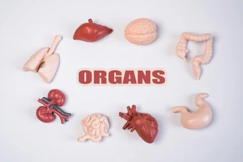 An educational layout featuring the text "ORGANS" in the center, surrounded.. Stock Photos