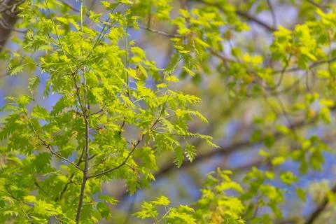 Educational leaf chart showcasing venation patterns. Visual learning aid di.. Stock Photos