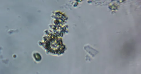 Educational microscope video displaying real movement of living microorganic Stock Footage 328815684